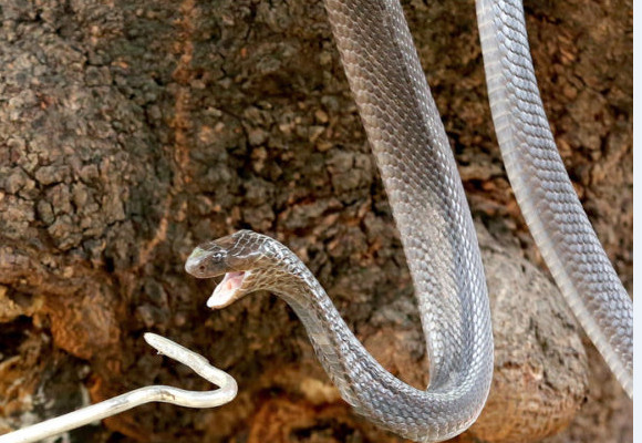 Mordu par un serpent, il se venge en le mordant à son tour avant de mourir