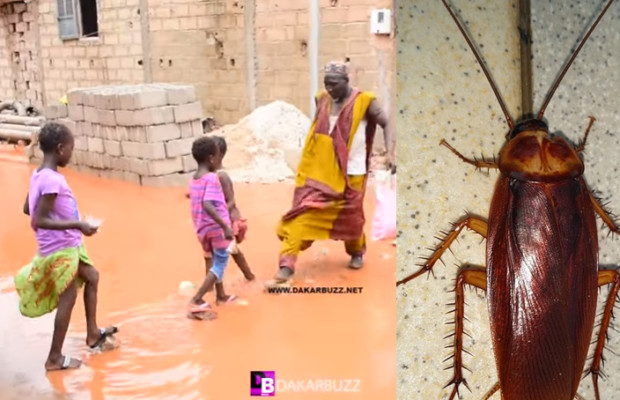 Yarakh: Invasion des cafards dans la localité, a cause d’un dépôt de Riz Yarakh: Invasion des cafards dans la localité, a cause d’un dépôt de Riz