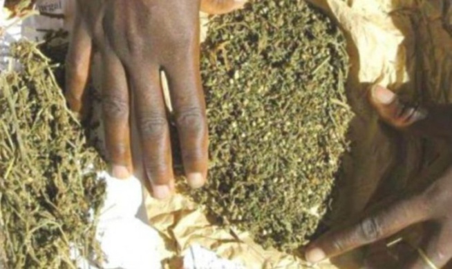 Trafic de yamba: le maître coranique écope de 10 ans de travaux forcés Trafic de yamba: le maître coranique écope de 10 ans de travaux forcés