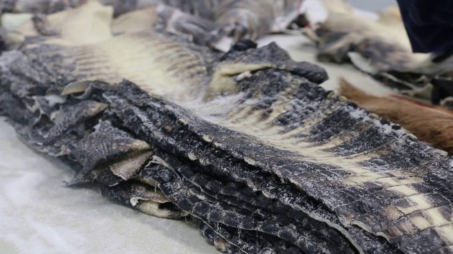 Trafic de peaux de bête : 3 délinquants tombent à Kolda Trafic de peaux de bête : 3 délinquants tombent à Kolda