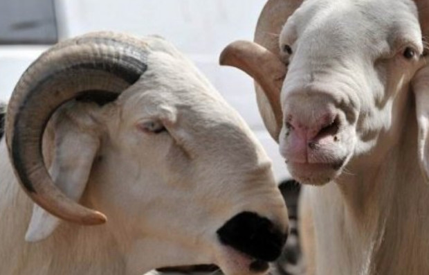 Tabaski 2019 : Selon imam Khadim Rassoul Guèye, ce sera le…