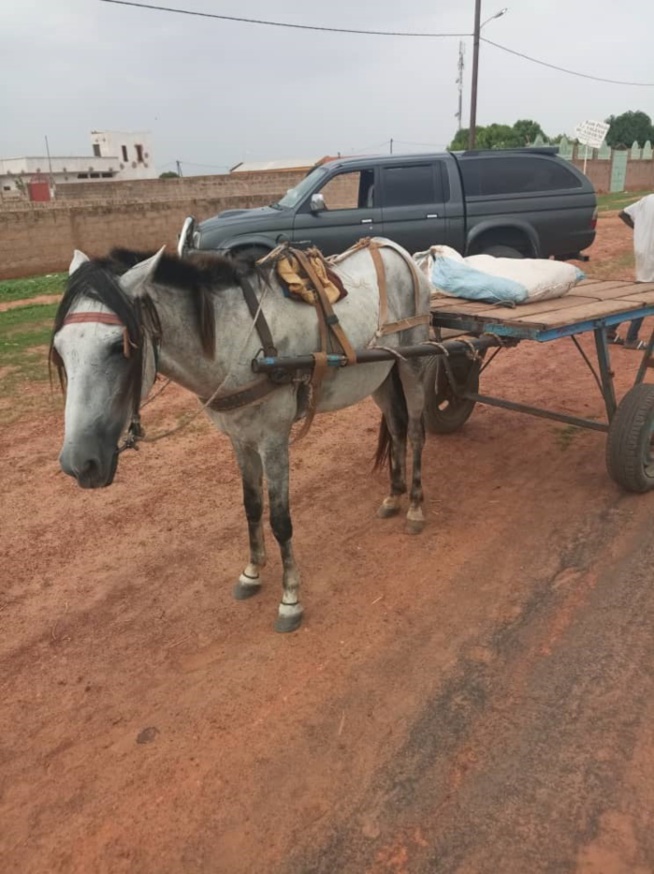Kaolack: 300 kg de chanvre indien saisis par la Douane Kaolack: 300 kg de chanvre indien saisis par la Douane