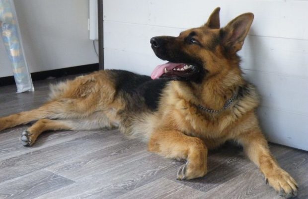 Amputée des mains et des jambes à cause de la salive de son chien Amputée des mains et des jambes à cause de la salive de son chien