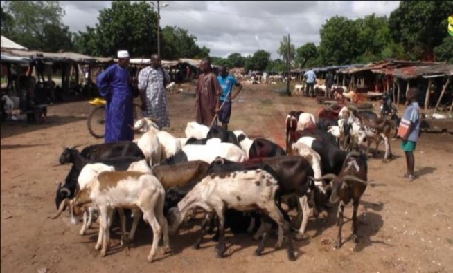 Tabaski 2019: Ziguinchor affiche un déficit de 17 000 têtes Tabaski 2019: Ziguinchor affiche un déficit de 17 000 têtes