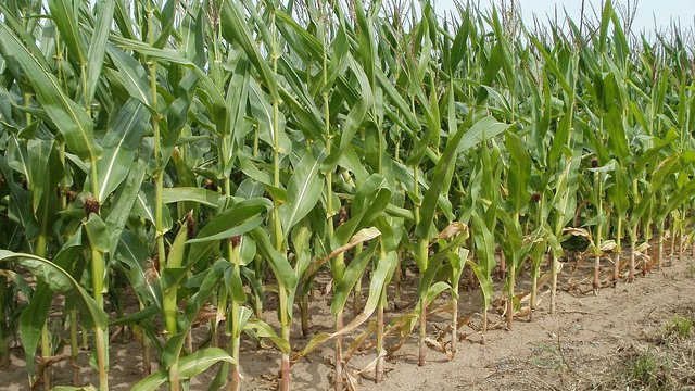 Koungheul : 10 Ha de maïs du village de Mbaye attaqués par des vers destructeurs Koungheul : 10 Ha de maïs du village de Mbaye attaqués par des vers destructeurs