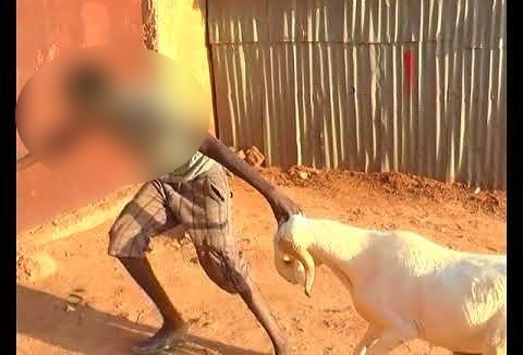 Thies: Un éleveur se fait voler ses moutons de race d’une valeur de 30 millions de FCFA Thies: Un éleveur se fait voler ses moutons de race d’une valeur de 30 millions de FCFA