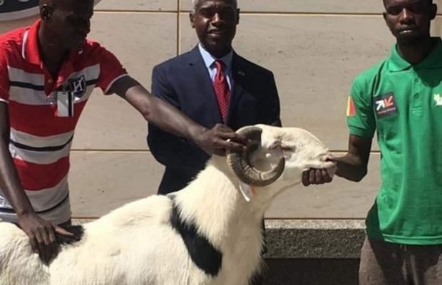 Macky Sall, l’ambassadeur des États-Unis et le mouton de Tabaski Macky Sall, l’ambassadeur des États-Unis et le mouton de Tabaski