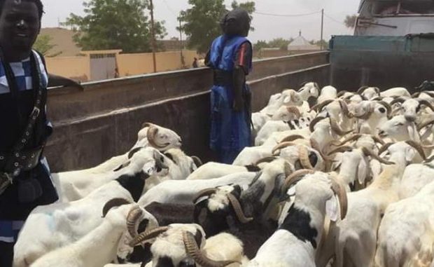 Le khalif général des « Baye Fall » offre 570 moutons à serigne mountakha Mbacké Le khalif général des « Baye Fall » offre 570 moutons à serigne mountakha Mbacké