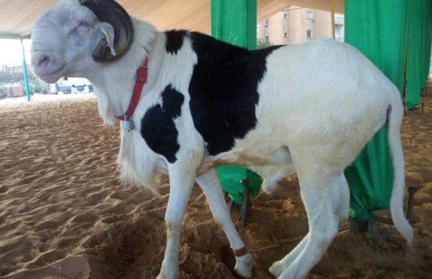 Tabaski : Le président offre un joli mouton à l’imam de Massalikoul Djinane Tabaski : Le président offre un joli mouton à l’imam de Massalikoul Djinane