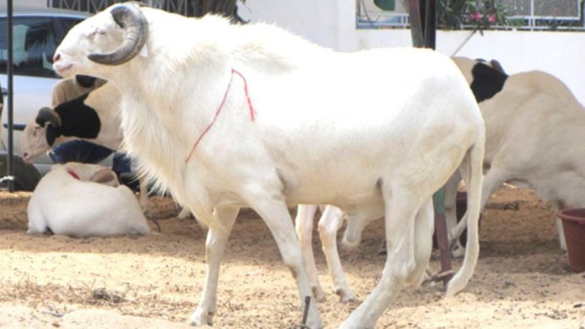 Mouton de Tabaski : "Conduites à tenir avant et après l'abattage de l'animal... pour une viande saine et de qualité " Mouton de Tabaski : "Conduites à tenir avant et après l'abattage de l'animal... pour une viande saine et de qualité "