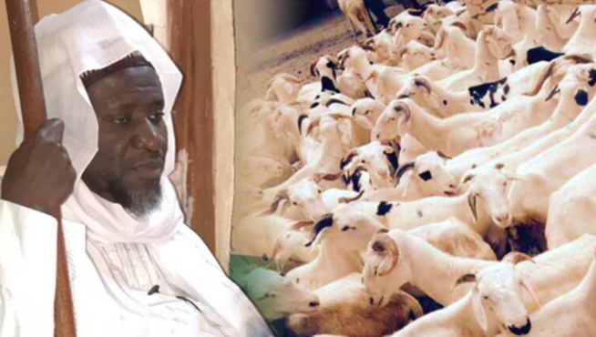 Moutons, chèvres, boeufs : Cheikh Mahy Cissé à la rescousse des nécessiteux Moutons, chèvres, boeufs : Cheikh Mahy Cissé à la rescousse des nécessiteux