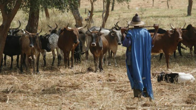 Hivernage tardif et situation difficile pour le bétail: les éleveurs appellent l’Etat à l’aide Hivernage tardif et situation difficile pour le bétail: les éleveurs appellent l’Etat à l’aide