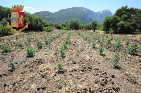Italie : Arrestation d’un sénégalais « gérant » d’une plantation de marijuana Italie : Arrestation d’un sénégalais « gérant » d’une plantation de marijuana