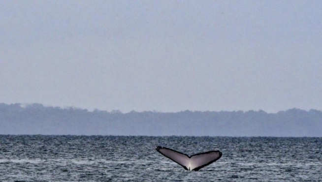 G7: La protection des océans au menu des discussions de la journée