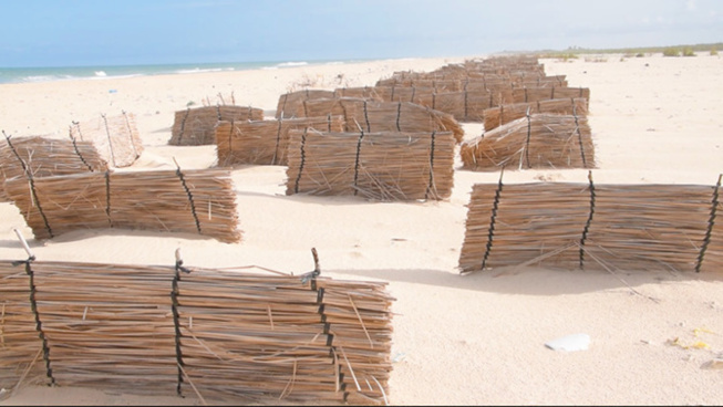 Saint-Louis- Protection de la langue de Barbarie : Un projet favorise le développement des dunes de sables