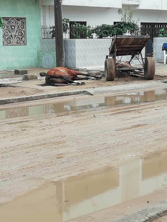 Drame à GADAYE: Deux chevaux meurent électrocutés par un poteau de la senelec Drame à GADAYE: Deux chevaux meurent électrocutés par un poteau de la senelec