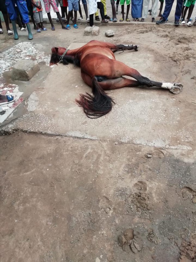 Drame à GADAYE: Deux chevaux meurent électrocutés par un poteau de la senelec Drame à GADAYE: Deux chevaux meurent électrocutés par un poteau de la senelec