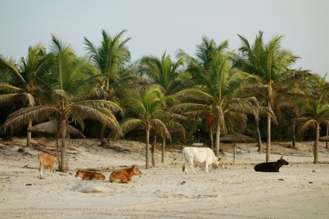 Avancée de la mer : Le Village de Diémbereng, menacé de disparaître Avancée de la mer : Le Village de Diémbereng, menacé de disparaître