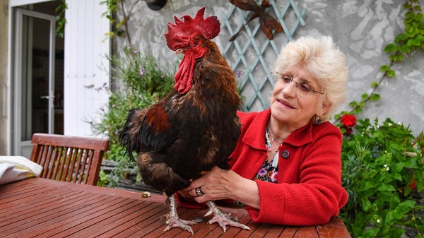 Tribunal correctionnel de Rochefort : un coq accusé de nuisance sonore gagne son procès Tribunal correctionnel de Rochefort : un coq accusé de nuisance sonore gagne son procès