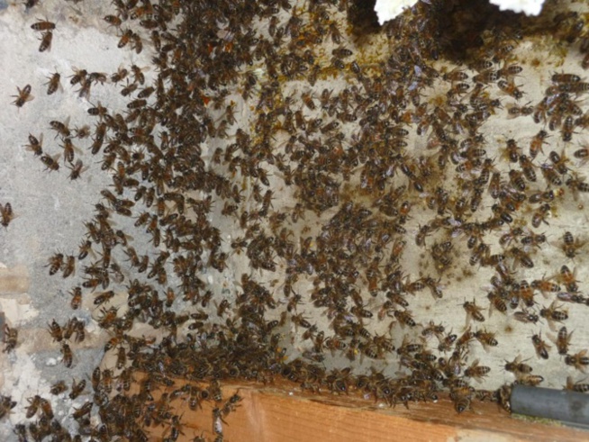 Guwé à l’île à Morphil: Une attaque d’abeilles fait 3 morts