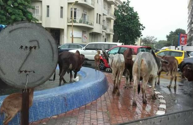 Divagation des animaux dans Dakar : Le Djaraf parle de mystique Divagation des animaux dans Dakar : Le Djaraf parle de mystique
