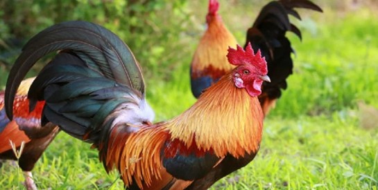 Attaquée par un coq, une femme australienne décède de ses blessures Attaquée par un coq, une femme australienne décède de ses blessures