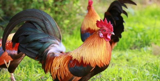 Attaquée par un coq, une femme australienne décède de ses blessures