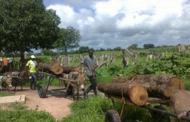 Mbour : Un corps sans vie retrouvé dans les buissons. Mbour : Un corps sans vie retrouvé dans les buissons.