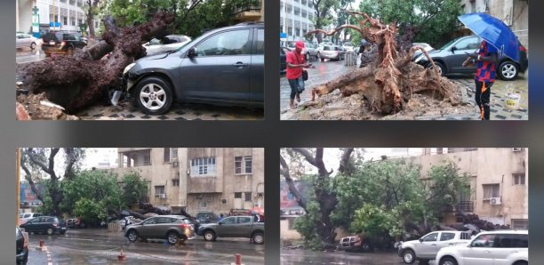 Violent orage : Un arbre déraciné par le vent, fait des dégâts devant Sorano