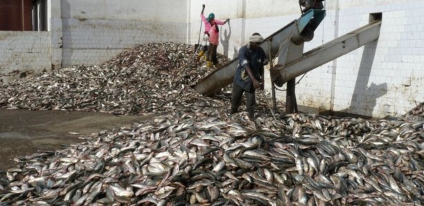 Farine de poisson : Un casse-tête à Dakar pour l’État Farine de poisson : Un casse-tête à Dakar pour l’État