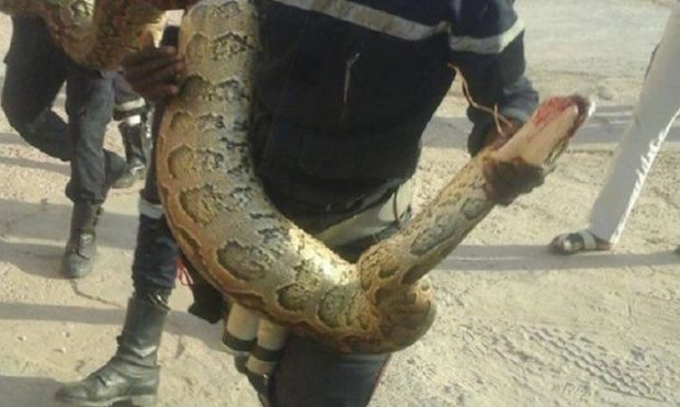 PANIQUE AUX HLM DE GOLF SUD: Un serpent dangereux terrorise les populations PANIQUE AUX HLM DE GOLF SUD: Un serpent dangereux terrorise les populations