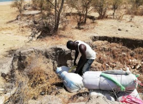 Kaolack : Les éléments des eaux et forêts ont saisi 3 sacs de chanvre indien Kaolack : Les éléments des eaux et forêts ont saisi 3 sacs de chanvre indien