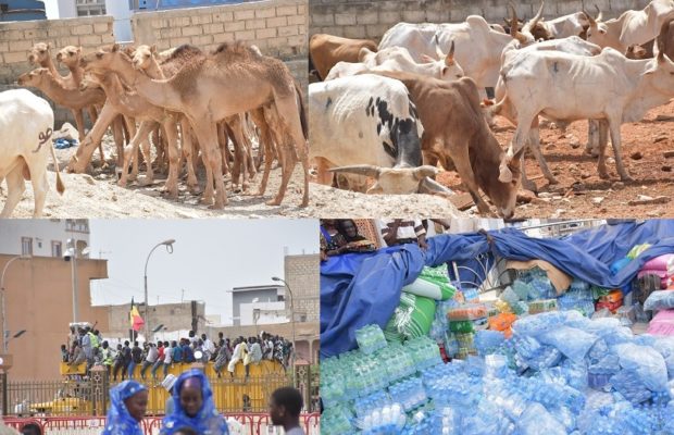 Inauguration de MASSALIKOUL DJINANE: Les Bërndés Gargantuesque « bœufs, chameaux, Mouton… »