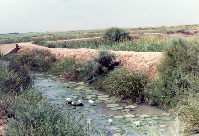 Richard-Toll : Un corps sans vie retrouvé au bord du fleuve Richard-Toll : Un corps sans vie retrouvé au bord du fleuve