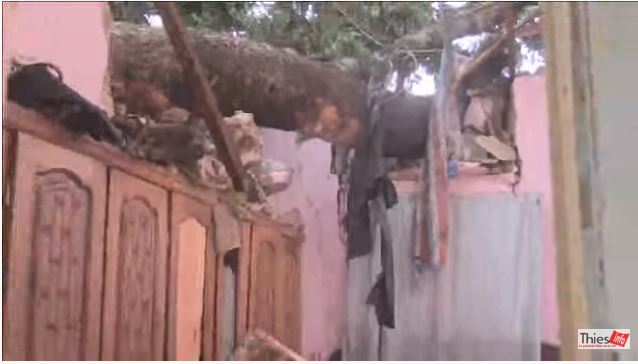 Drame à Thiès : Sous l’effet d’un vent violent, un arbre tombe sur un bâtiment et tue une femme Drame à Thiès : Sous l’effet d’un vent violent, un arbre tombe sur un bâtiment et tue une femme