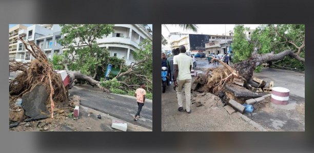 Orages à Dakar: Deux arbres terrassés par le vent sur l'avenue Lamine Guèye