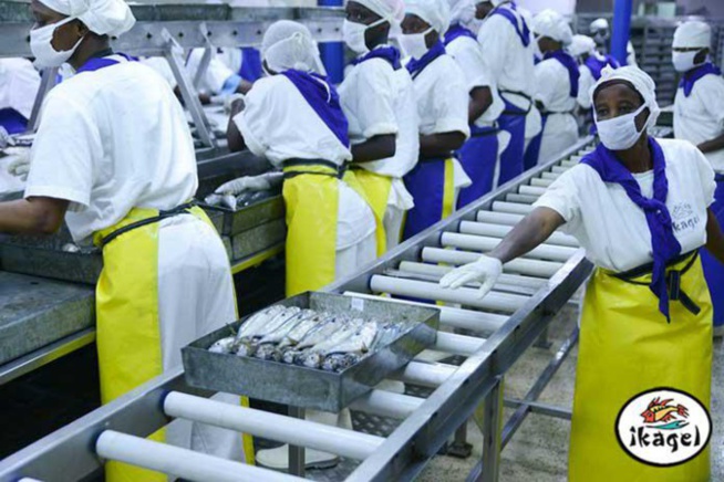 Mbour: Scandale à IKAGEL de Mballing: 150 employés renvoyés Mbour: Scandale à IKAGEL de Mballing: 150 employés renvoyés