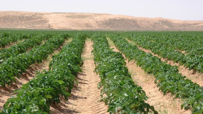 Mbane: des rongeurs attaquent les cultures Mbane: des rongeurs attaquent les cultures