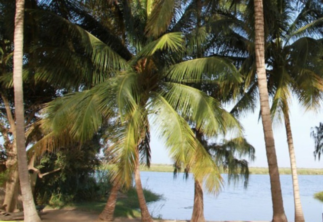 Pollution de l’eau à Saint-Louis: Les populations de Bango exposées à toute sorte de maladies Pollution de l’eau à Saint-Louis: Les populations de Bango exposées à toute sorte de maladies