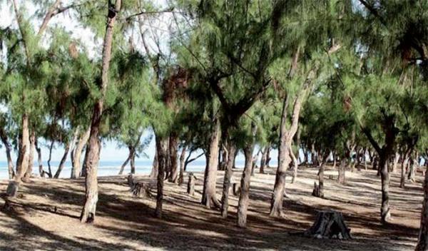 Conflit foncier à Mbour : La déclassification de la forêt classée de Nianing refusée Conflit foncier à Mbour : La déclassification de la forêt classée de Nianing refusée