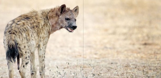 Porokhnane : Une hyène sème la terreur dans un village
