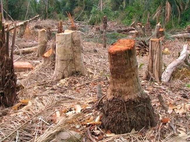 Kolda: Un exploitant forestier tue son épouse âgée de 17 ans