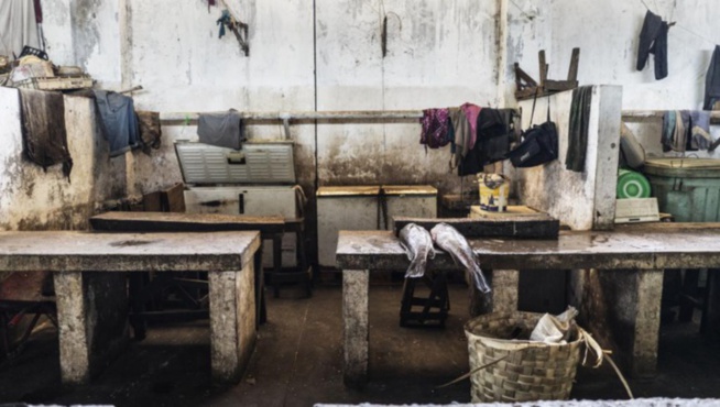 Gambie: les usines de transformation de poissons ciblées par Greenpeace Gambie: les usines de transformation de poissons ciblées par Greenpeace