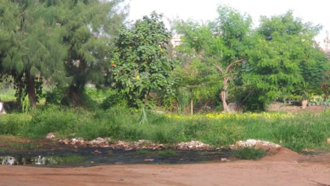 Cri de cœur : Le Parc de Hann appelle au secours Cri de cœur : Le Parc de Hann appelle au secours
