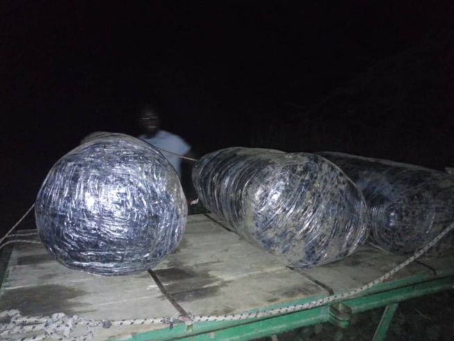 Thiès : Saisie de 660 kilogrammes de chanvre indien sur des charrettes (images) Thiès : Saisie de 660 kilogrammes de chanvre indien sur des charrettes (images)