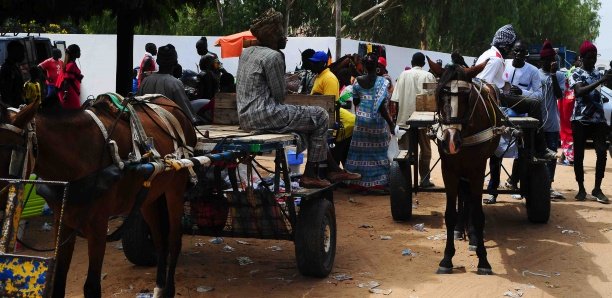 Gamou : Les charretiers indésirables à Tivaouane