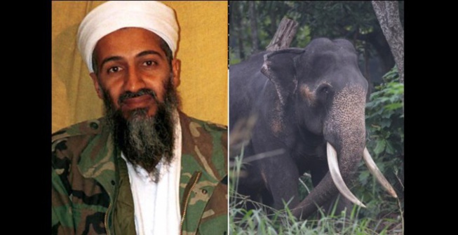 Inde: Un éléphant surnommé Oussama ben Laden piétine cinq personnes à mort Inde: Un éléphant surnommé Oussama ben Laden piétine cinq personnes à mort