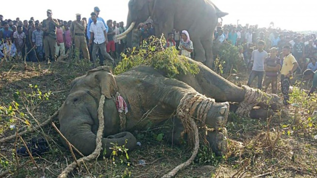 Inde: les autorités prennent des dispositions concernant l’éléphant surnommé ”Oussama ben Laden”