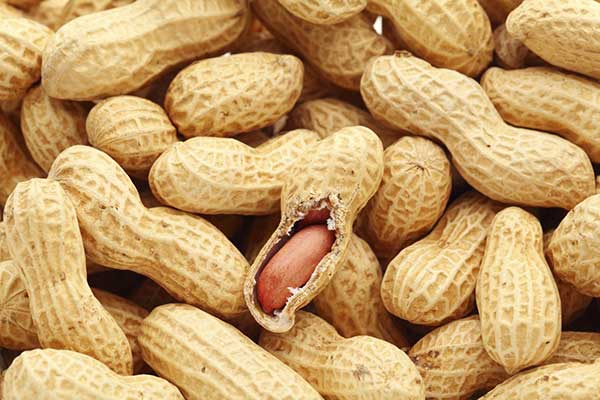 Campagne de commercialisation de l’arachide: l’Etat suspecté de vouloir suspendre la subvention de 22 milliards FCFA