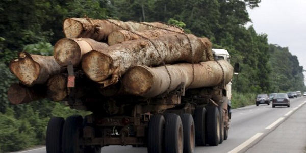 Trafic international de bois en Casamance : saisie de deux camions gambiens